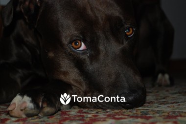 Dog Sitting em S. Miguel Açores
