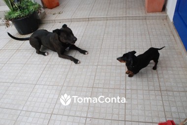 Dog Sitting em S. Miguel Açores