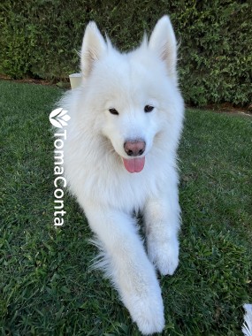 Pet Sitting- cães e gatos
