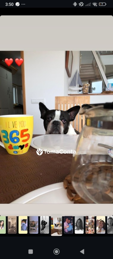 Petsitting