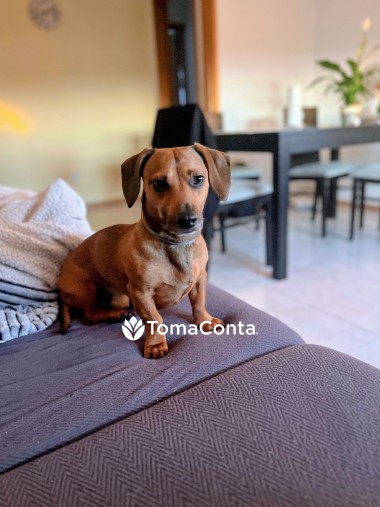 Petsitting com Amor