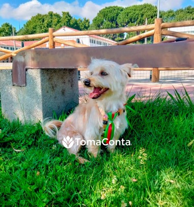 🐾 Cuido do seu melhor amigo com amor e atenção — Pet Sitting em Tomar e arredores! 🐾