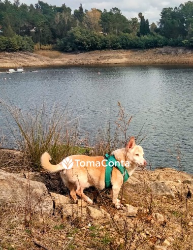 🐾 Cuido do seu melhor amigo com amor e atenção — Pet Sitting em Tomar e arredores! 🐾