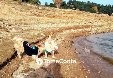 🐾 Cuido do seu melhor amigo com amor e atenção — Pet Sitting em Tomar e arredores! 🐾