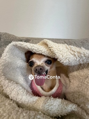 Faço petsitting Tavira