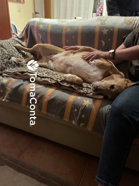 Petsitting