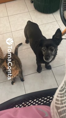 Petsitting