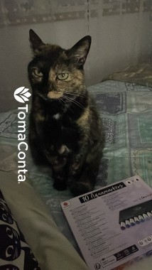 Petsitting