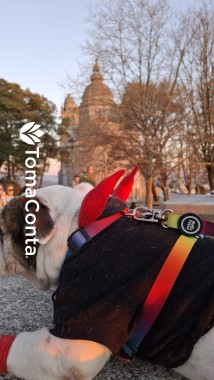 Petsitter Afetuosa e Responsável – Seu Pet em Boas Patas!