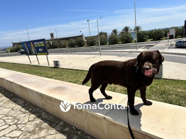 Vamos passear os vossos meninos