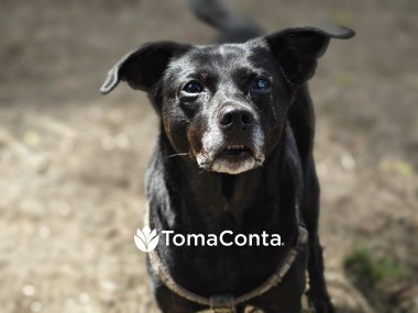 Pet Sitting/ Cat Sitting para cães e gatos em Viana do Castelo, Esposende, Barcelos e Braga