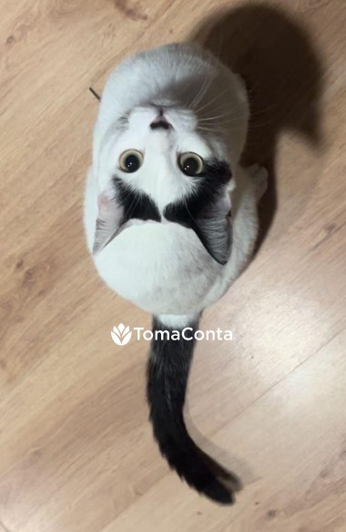 Pet Sitting/ Cat Sitting para cães e gatos em Viana do Castelo, Esposende, Barcelos e Braga