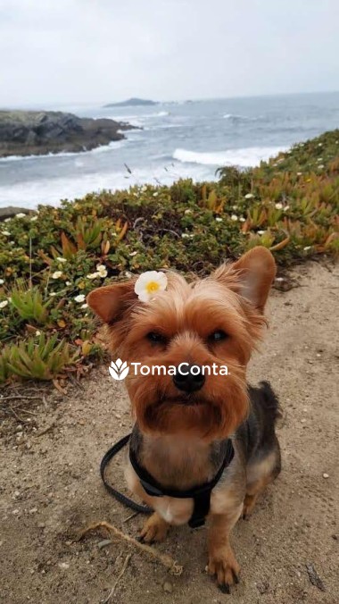 Pet Sitting/ Cat Sitting para cães e gatos em Viana do Castelo, Esposende, Barcelos e Braga
