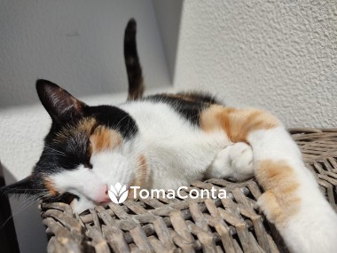 Pet Sitting/ Cat Sitting para cães e gatos em Viana do Castelo, Esposende, Barcelos e Braga