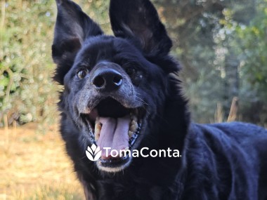 Pet Sitting/ Cat Sitting para cães e gatos em Viana do Castelo, Esposende, Barcelos e Braga