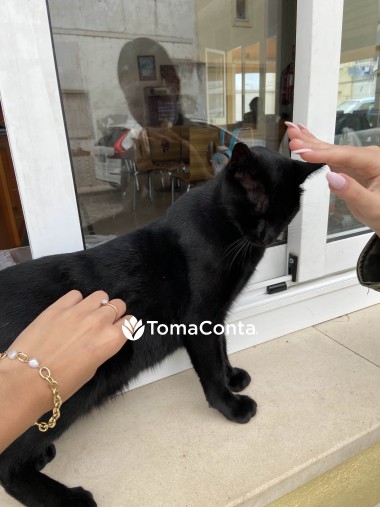 Pet Sitter em Olhão e Faro!