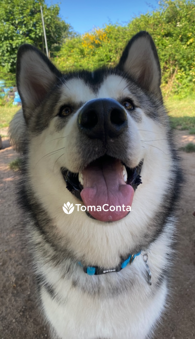 Procuro Pet Sitting - Porto - Paranhos