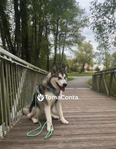 Procuro Pet Sitting - Porto - Paranhos