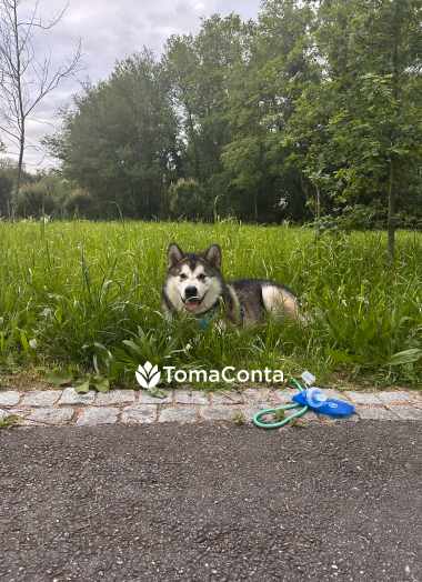 Procuro Pet Sitting - Porto - Paranhos