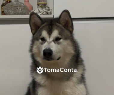 Procuro Pet Sitting - Porto - Paranhos