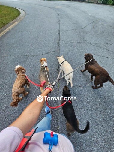 Dog Walker & Pet Sitter em Lisboa