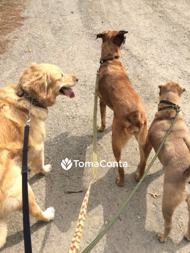 Dog Walker & Pet Sitter em Lisboa