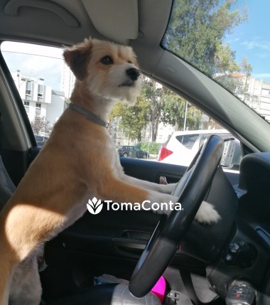 Procura uma amiga especial para o seu animal?