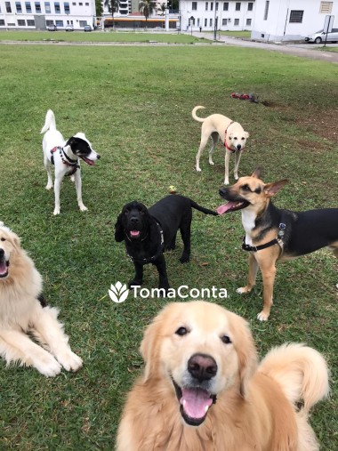 Pet Sitting - Guto Romano - Braga