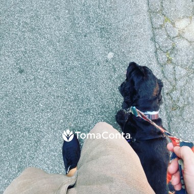 Pet Sitting - Guto Romano - Braga