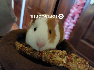 Waffle Pet's o melhor amigo do seu animal.
