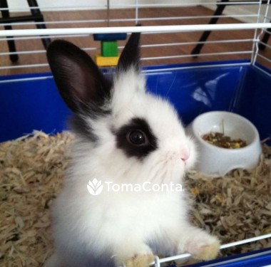 Waffle Pet's o melhor amigo do seu animal.