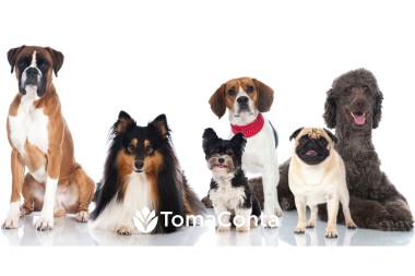 Pet sitter