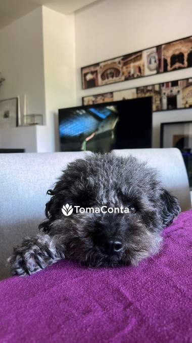 Petsitter disponível para o verão no Porto