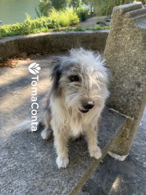Petsitter disponível para o verão no Porto