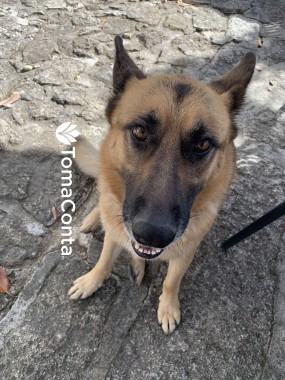 Petsitter disponível para o verão no Porto