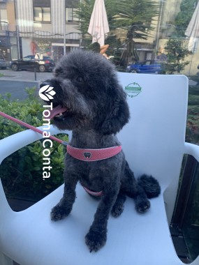Petsitter disponível para o verão no Porto