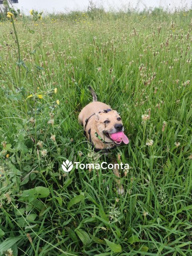 Pet Sitting | Dog Walker | Pet táxi