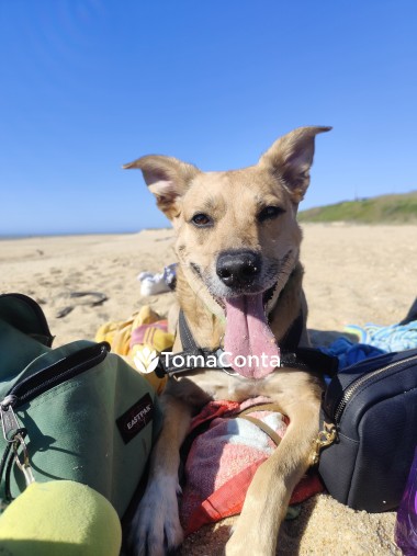 Pet Sitting | Dog Walker | Pet táxi