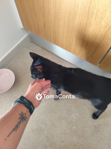 Pet Sitting | Dog Walker | Pet táxi