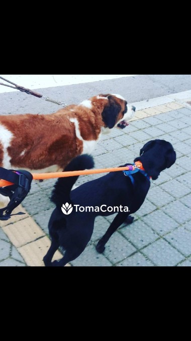 Pet Sitting | Vila Nova de Gaia