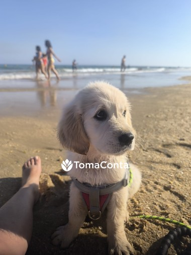 Procuro Pet Sitting - Peniche