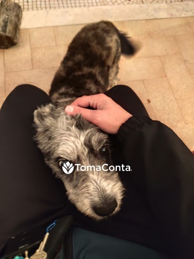 Pet Sitting