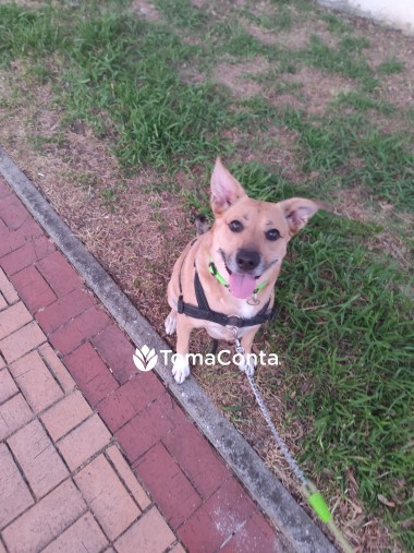 Dog Walking