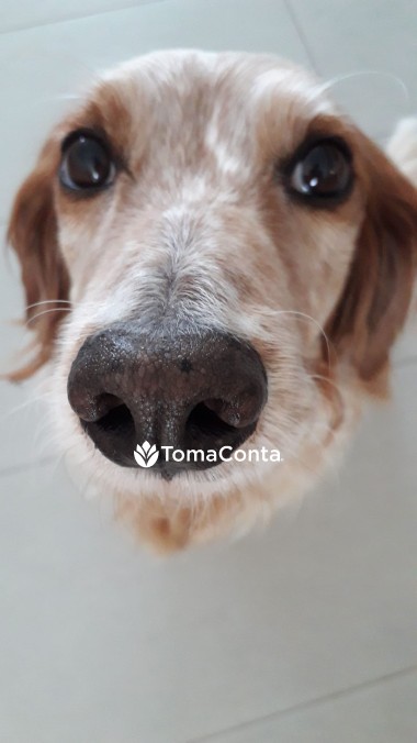 Procuro Pet Sitting - Peniche