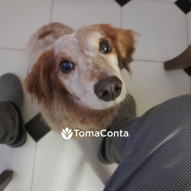 Procuro Pet Sitting - Peniche