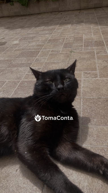 Pet Sitting e Dog Walking na zona de Porto e Braga