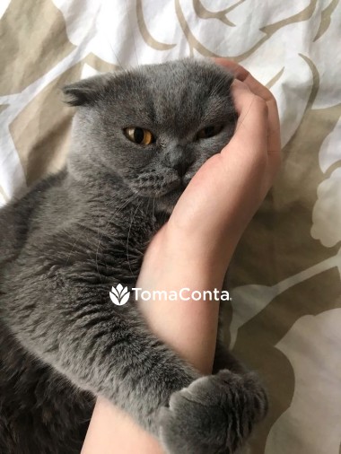 Ana