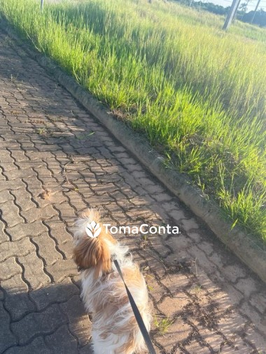 PET SITTING EM BRAGA E PROXIMIDADES