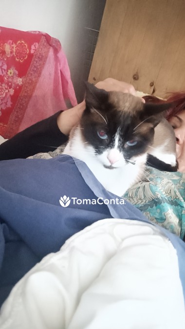 Vai de Férias e não pode levar o seu gato