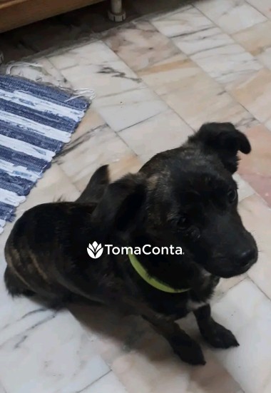 Passeador de cães